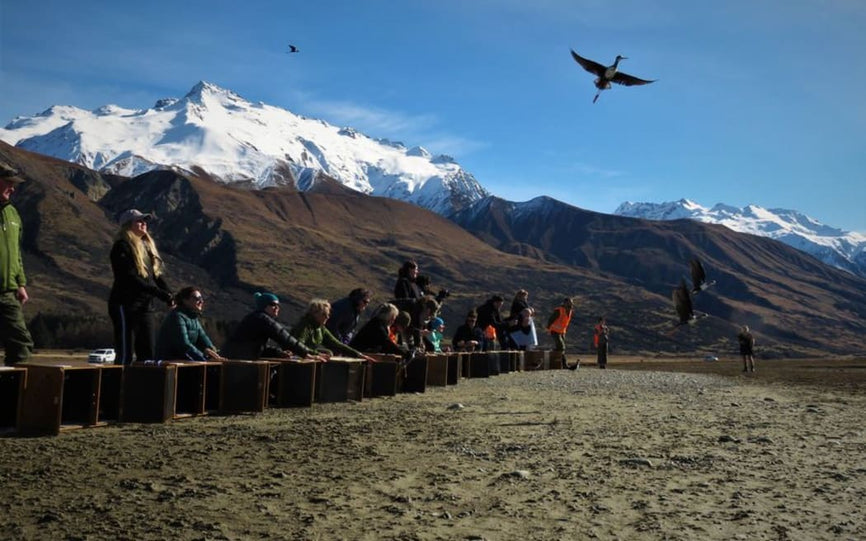 'Madison Kelly's Call and Response with the Kaki', Radio New Zealand, 2023