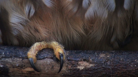 Natura Naturans