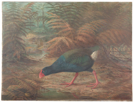 Illustrations from Te Papa's Buller's Birds