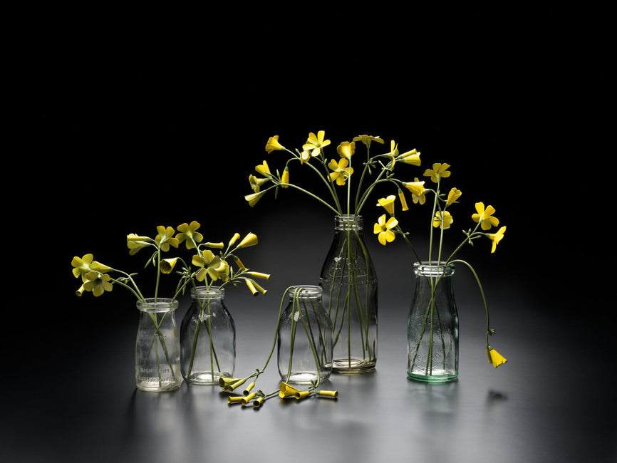 Dealer Website: The National